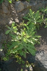 Sonchus kirkii