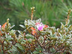 Rhododendron rubropilosum taiwanalpinum