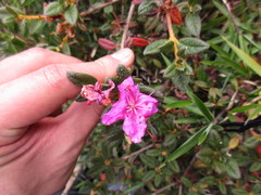 Rhododendron rubropilosum taiwanalpinum