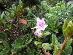 Rhododendron rubropilosum taiwanalpinum
