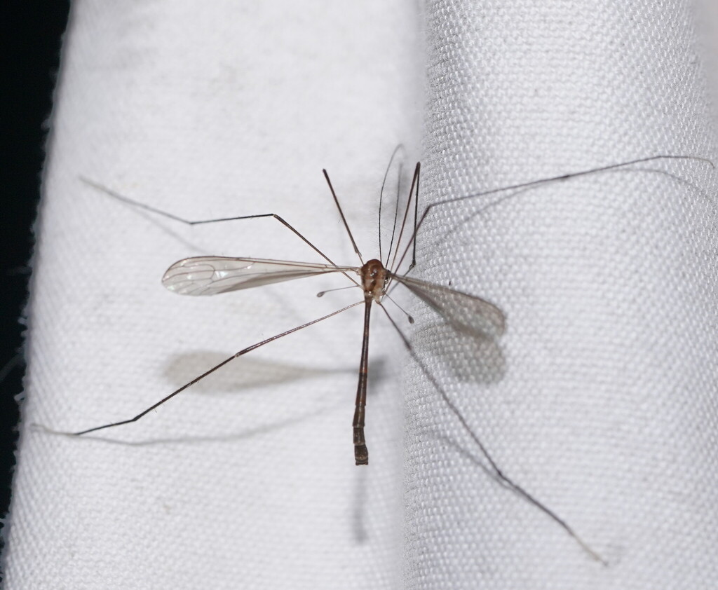 Stibadocerodes tasmaniensis