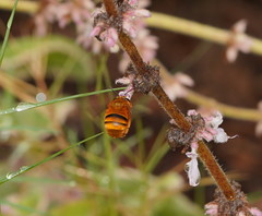 Amegilla bombiformis
