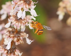 Amegilla bombiformis