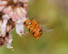 Amegilla bombiformis