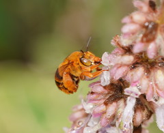 Amegilla bombiformis