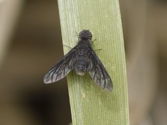 Anthrax opacus