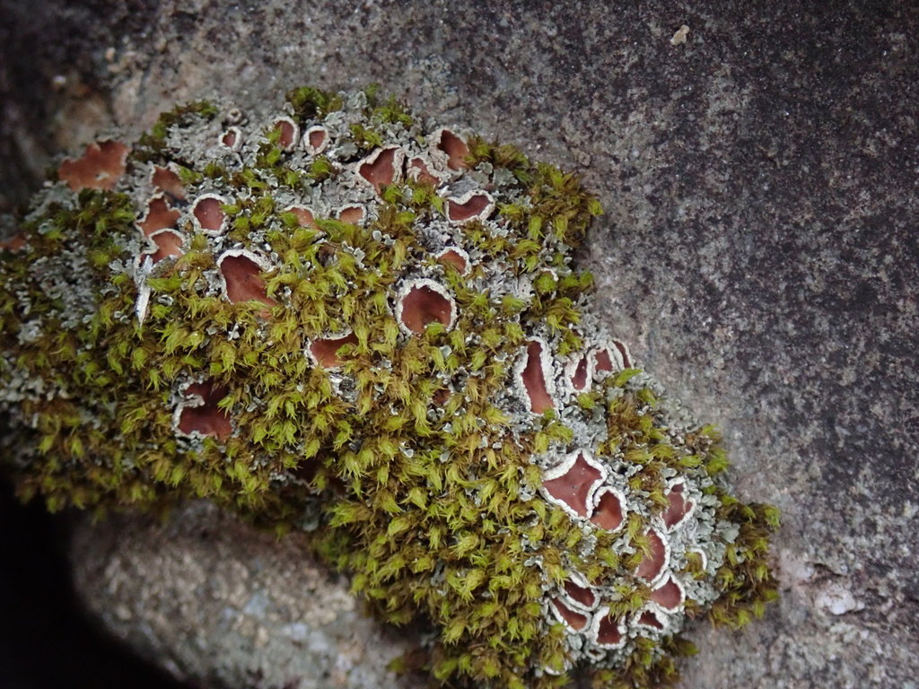 Psoroma fruticulosum
