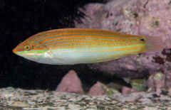 Yellow-Lined Rainbow Wrasse photo 3