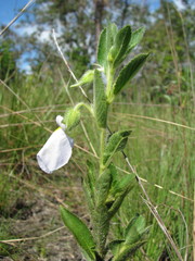 Pombalia calceolaria