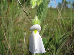 Pombalia calceolaria