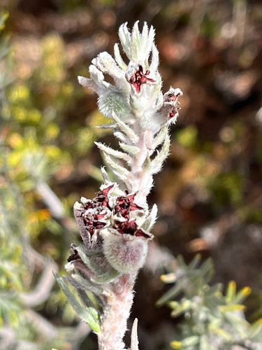 Langeberg Hardleaf (Phylica mundii)