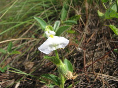 Pombalia calceolaria