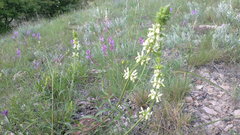 Stachys atherocalyx
