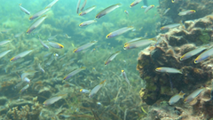 Trachinops noarlungae