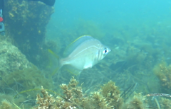 Parequula melbournensis