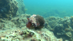 Paguristes frontalis