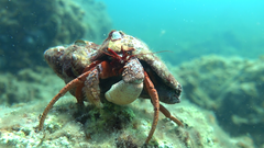 Paguristes frontalis