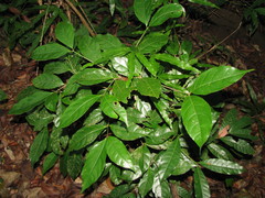 Rinorea deflexiflora