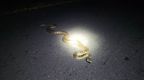 Coastal Carpet Python sighting