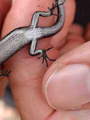 Buchanan's Snake-Eyed Skink photo 3