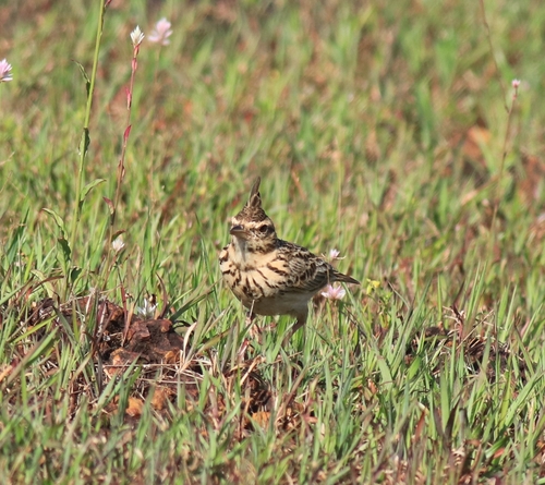 Malabar Lark (Galerida malabarica), photo 9