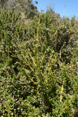Olearia solandri