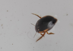 Chostonectes gigas