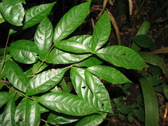 Rinorea deflexiflora