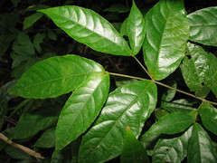 Rinorea deflexiflora