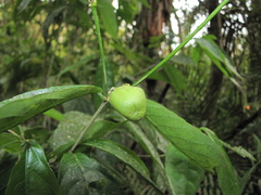 Rinorea deflexiflora