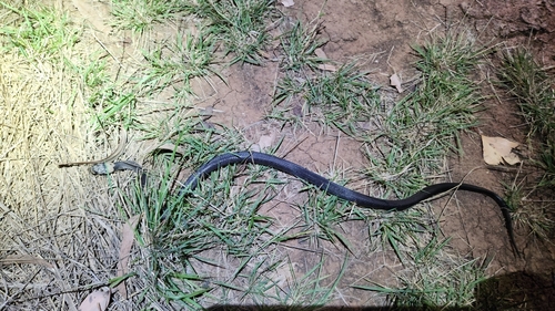 Pale-headed Snake sighting