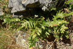 Pellaea calidirupium