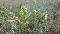 Stachys atherocalyx
