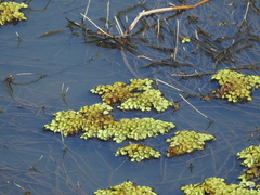 Salvinia cucullata