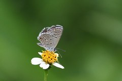Hemiargus hanno hanno