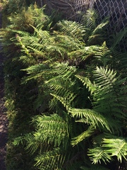 Pityrogramma austroamericana