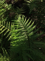 Pityrogramma austroamericana