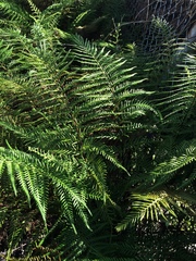 Pityrogramma austroamericana