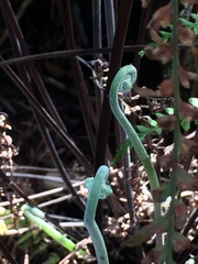 Pityrogramma austroamericana