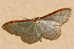 Idaea humiliata