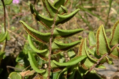Pellaea calidirupium