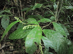 Rinorea deflexiflora