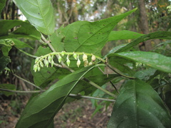 Rinorea deflexiflora