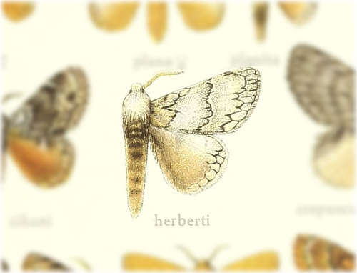 Euglyphis herberti
