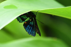 Ancyluris