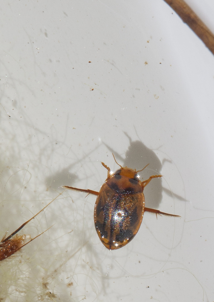 Hyphydrus lyratus