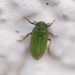 Tettigometra virescens - Photo (c) Mishanook, some rights reserved (CC BY-NC), uploaded by Mishanook