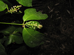 Rinorea hummelii