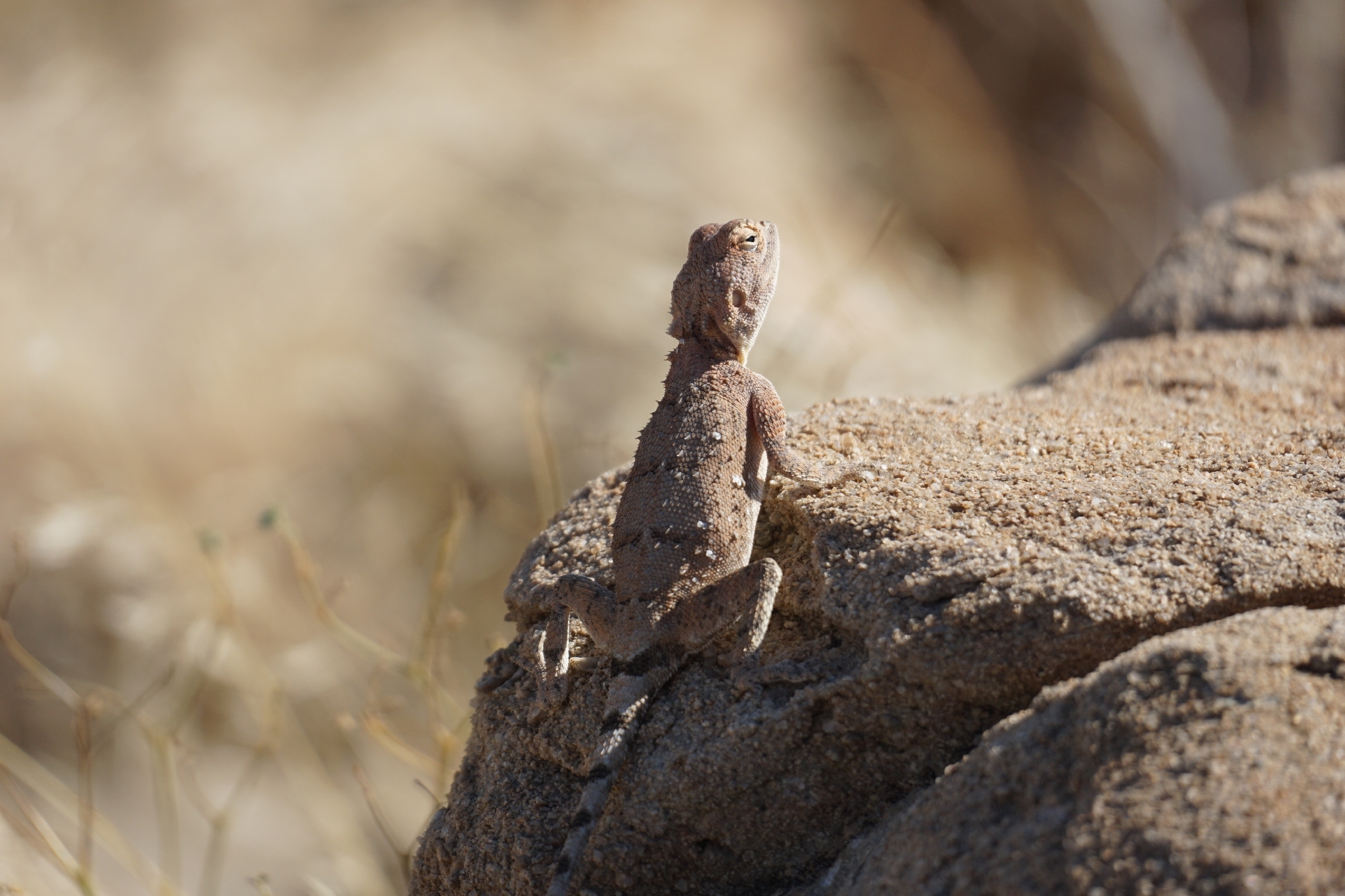 Agama anchietae Bocage, 1896
