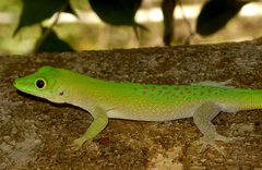 Phelsuma kochi